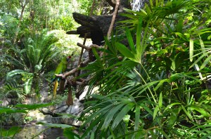 If nothing else, I love Animal Kingdom for the gorgeous greenery.