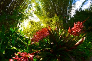 This is what December in Disney can look like - warm, sunny, and gorgeous.