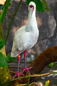 As promised: a bird.