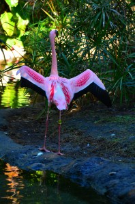 HEYYYYY. LOOK AT MY FEATHERZ.