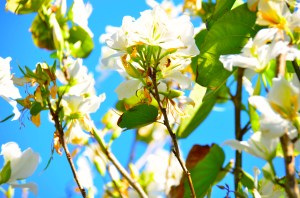 Changing it up with some pretty flowers. (is this as boring to read as it is to write? I'm so sorry.)
