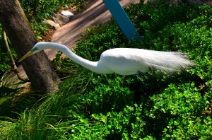 Here's another bird. This one will eat your french fries. He's also not in the bird show. THIS IS THE WORST POST I'VE EVER WRITTEN.