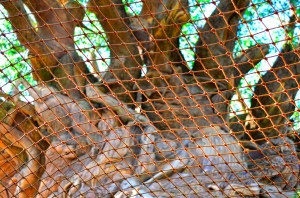 I think the net really accentuates the Tree of Life's beauty, don't you? (And it also will keep you from dying, so there's that.)