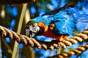 This bird wasn't even in the bird show but I still took his picture. Yep, it's going to be that kind of trip report post.