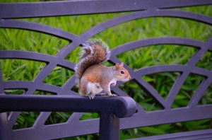 Friendly local wildlife.