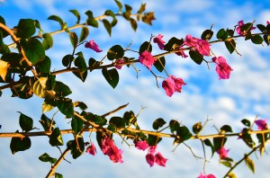 Beautiful landscaping.