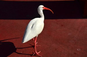 Obligatory bird shot.