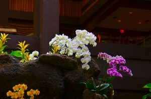 My orchids at home don't look quite this nice.