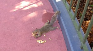 This, my friends, is how one should eat a pine cone.